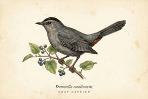 Gray Catbird illustration
