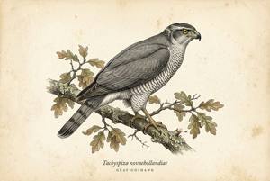 Gray Goshawk illustration