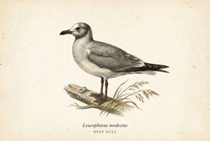 Gray Gull illustration