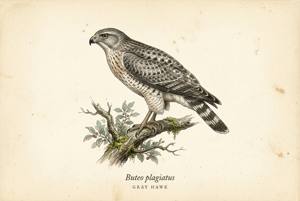 Gray Hawk illustration