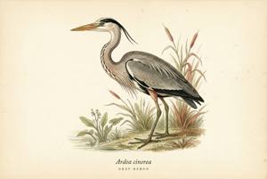 Gray Heron illustration