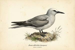 Gray Noddy illustration
