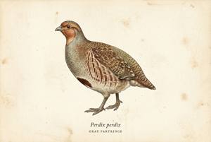 Gray Partridge illustration