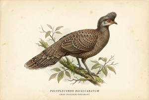 Gray Peacock-Pheasant illustration