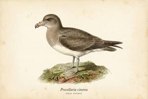 Gray Petrel illustration