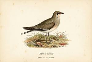 Gray Pratincole illustration