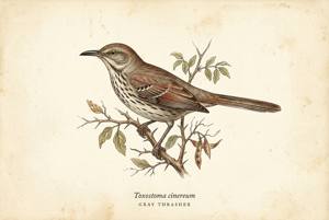 Gray Thrasher illustration
