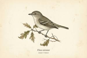 Gray Vireo illustration