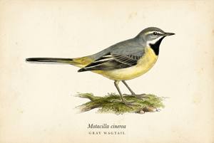 Gray Wagtail illustration