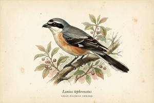 Gray-backed Shrike illustration