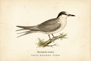 Gray-backed Tern illustration