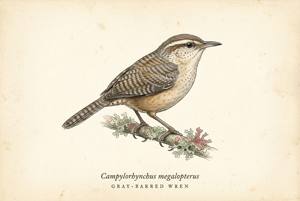 Gray-barred Wren illustration
