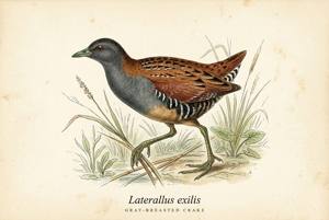 Gray-breasted Crake illustration