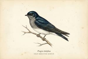 Gray-breasted Martin illustration