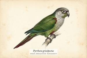 Gray-breasted Parakeet illustration