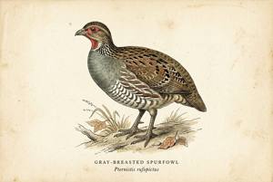 Gray-breasted Spurfowl illustration