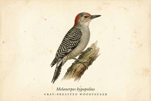 Gray-breasted Woodpecker illustration