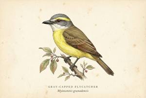 Gray-capped Flycatcher illustration