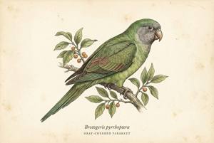 Gray-cheeked Parakeet illustration