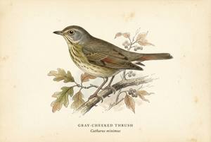 Gray-cheeked Thrush illustration