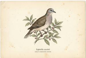 Gray-chested Dove illustration