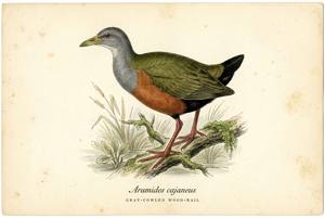 Gray-cowled Wood-Rail illustration