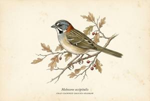 Gray-crowned Ground-Sparrow illustration