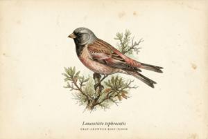 Gray-crowned Rosy-Finch illustration
