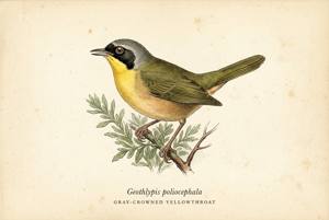 Gray-crowned Yellowthroat illustration