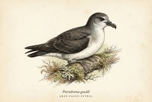 Gray-faced Petrel illustration