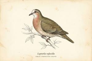 Gray-fronted Dove illustration