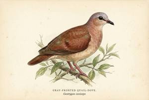 Gray-fronted Quail-Dove illustration