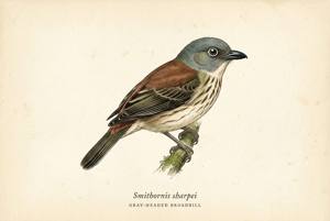 Gray-headed Broadbill illustration