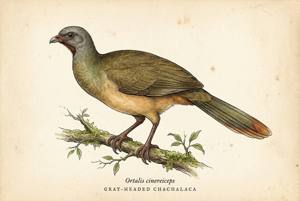 Gray-headed Chachalaca illustration