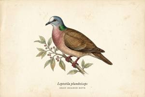Gray-headed Dove illustration