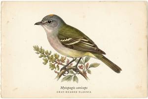 Gray-headed Elaenia illustration