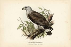 Gray-headed Fish-Eagle illustration