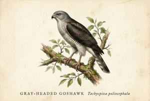 Gray-headed Goshawk illustration