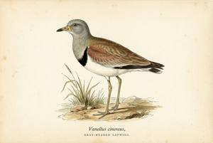 Gray-headed Lapwing illustration