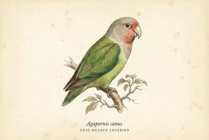 Gray-headed Lovebird illustration