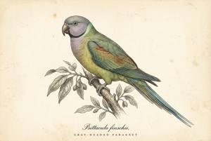 Gray-headed Parakeet illustration