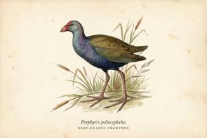 Gray-headed Swamphen illustration