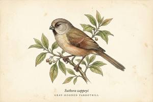 Gray-hooded Parrotbill illustration