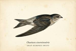 Gray-rumped Swift illustration