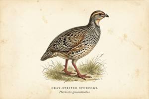 Gray-striped Spurfowl illustration