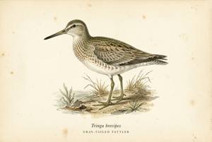 Gray-tailed Tattler illustration