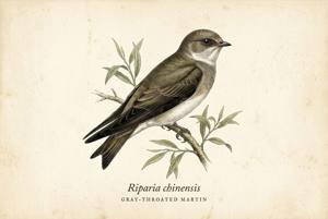 Gray-throated Martin illustration