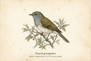 Gray-throated Tit-Flycatcher illustration