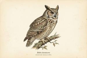Grayish Eagle-Owl illustration