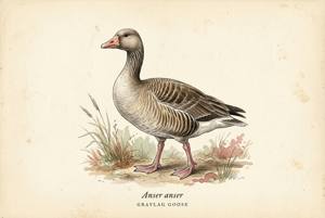 Graylag Goose illustration